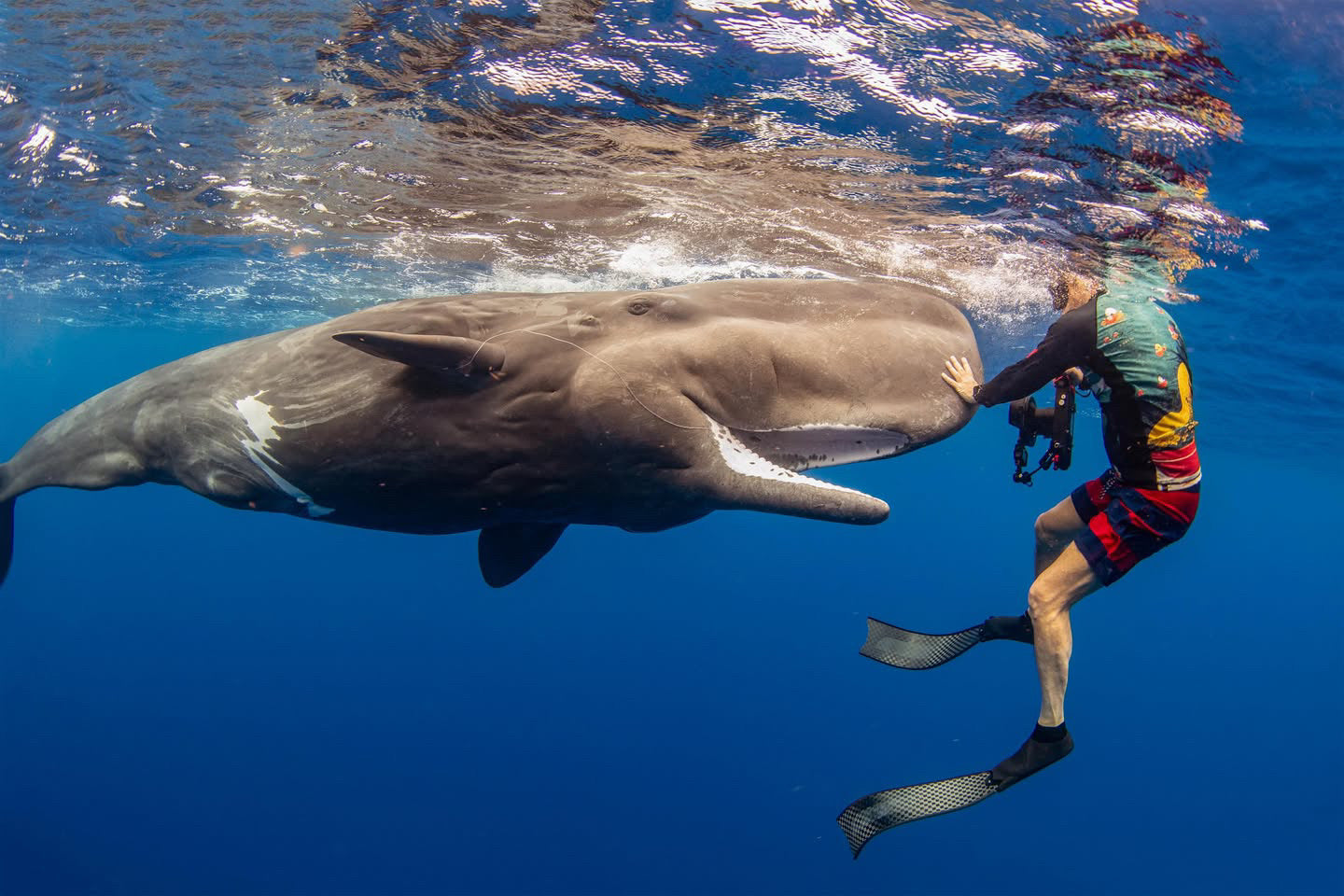 Diver interacting with a whale in the ocean